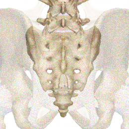 PICTURE: ANATOMICAL RENDERING OF COCCYX