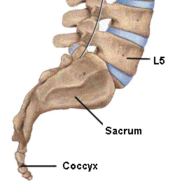 PICTURE: ANATOMICAL RENDERING OF COCCYX