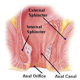 PICTURE: ANATOMICAL RENDERING OF ANAL CANAL